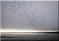 J4972 : Birds, Strangford Lough by Rossographer