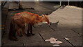 TQ3265 : Fox in Town by Peter Trimming