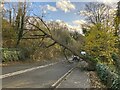 SK3550 : Fallen Tree on the A6 Road by Jonathan Clitheroe