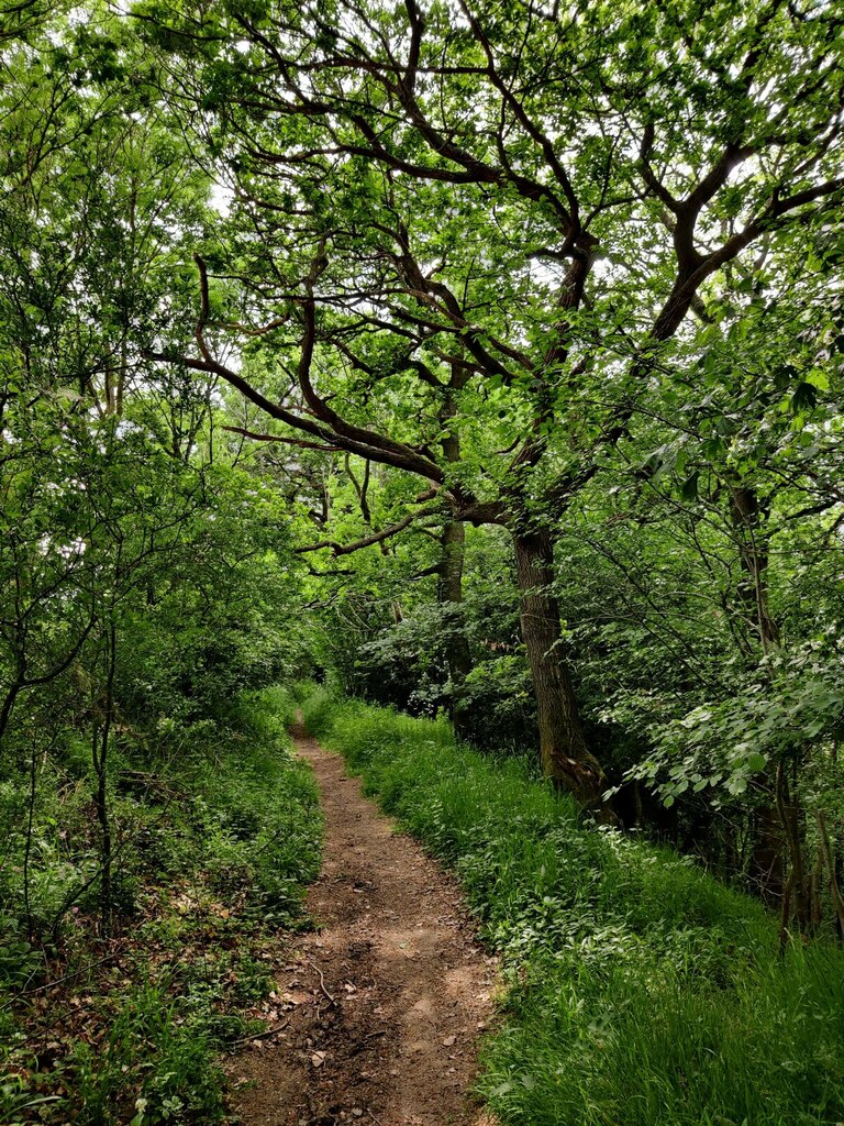 Path through Affcot Coppice © Mat Fascione cc-by-sa/2.0 :: Geograph ...