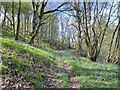 SJ9949 : Bluebells in Chase Wood by Jonathan Hutchins