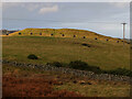 NT2438 : Line of black bales, Morning Hill by Jim Barton