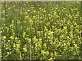 Abundant Yellow-rattle in grass