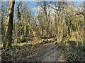 SD4078 : Path in Eggerslack Wood by Adrian Taylor