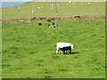 SH3543 : Cow and Calf, Mount Pleasant, Llithfaen, Gwynedd by Rod Grealish