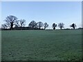 Barn Meadow