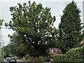 SP2872 : Veteran oak tree, Fieldgate Lane, Kenilworth by A J Paxton