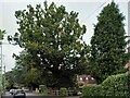 Veteran oak tree, Fieldgate Lane, Kenilworth