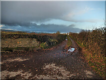 S6962 : Country Lane by kevin higgins
