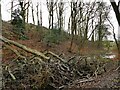 Fallen tree in Chellow Dene woods