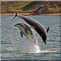NU0150 : Dolphins having fun by Walter Baxter