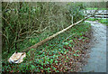 SX8966 : Fallen tree, Browns Bridge by Derek Harper