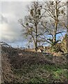 SO8008 : Deciduous trees in winter, Standish, Gloucestershire by Jaggery