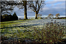 H5064 : Trees and frost, Moylagh by Kenneth  Allen