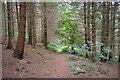 SO3488 : Footpath through Oakeley Wood by Jeff Buck