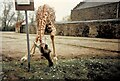 SJ4170 : Giraffe at Chester Zoo by Gerald England