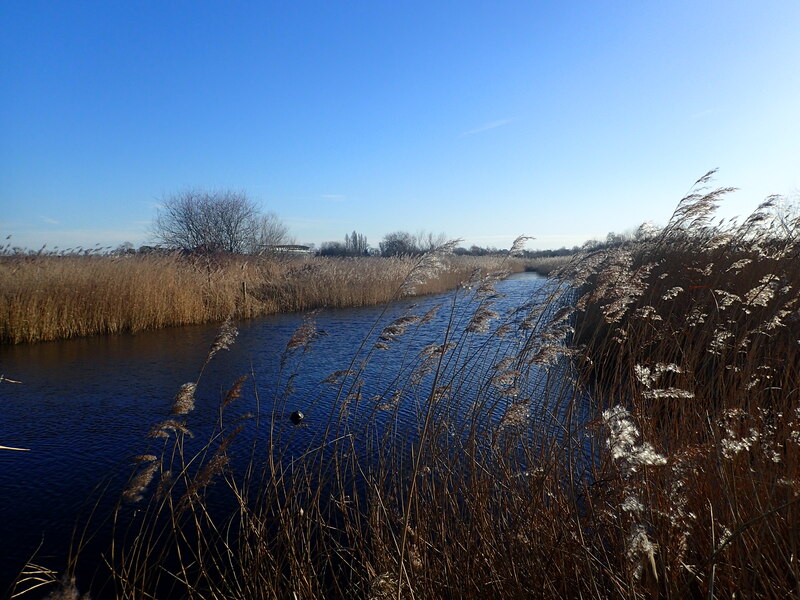 Reed beds at the London Wetland Centre © Marathon cc-by-sa/2.0 ...