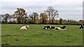 SO7661 : Cows by the Martley Circular Walk by Fabian Musto