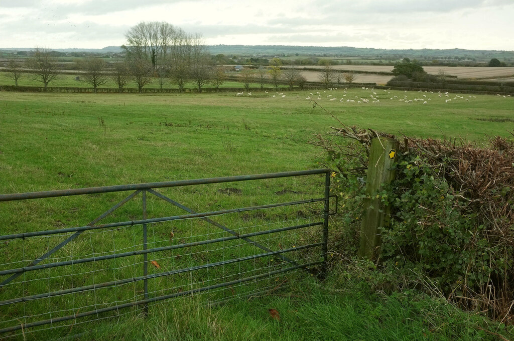 Sheep Pasture, Idlicote © Derek Harper Cc-by-sa 2.0 :: Geograph Britain 