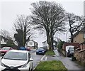 ST3090 : Deciduous trees in winter, Westfield Drive, Malpas, Newport by Jaggery