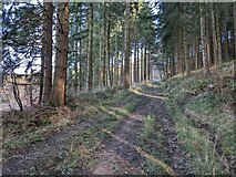 SO4771 : Path in Brush Wood (Mortimer Forest) by Fabian Musto