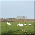 NT5379 : Whooper Swans near Drem by M J Richardson