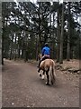 SJ5471 : Horse and rider in Delamere Forest by Eirian Evans