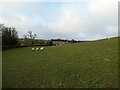 Ewes in a field outside Oswestry