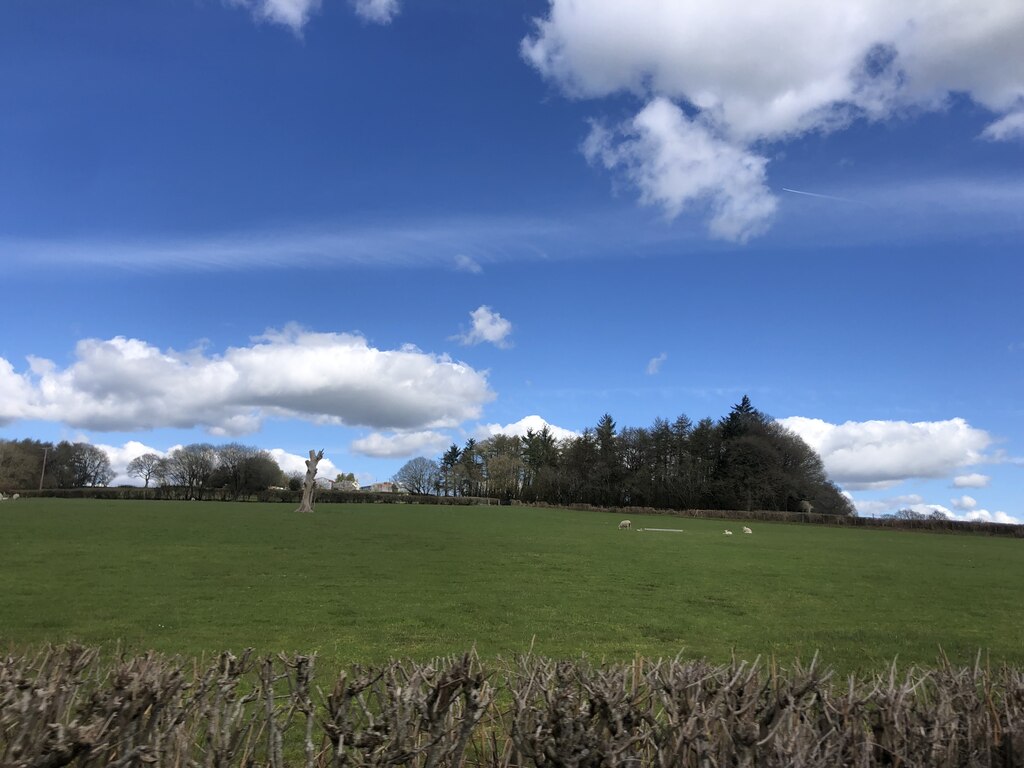 Field with a dead tree © Eirian Evans cc-by-sa/2.0 :: Geograph Britain ...