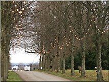 TQ1352 : Polesden Lacey - Fairy-Lit Avenue by Colin Smith