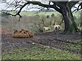 NY9360 : Sheep feeder at Newbiggin Hill Farm by Oliver Dixon