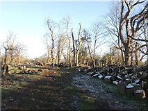 ST3162 : Worlebury Camp after a frost by Neil Owen