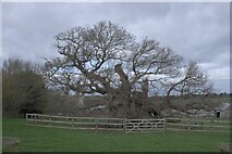 TF0615 : The Bowthorpe Oak by Bob Harvey