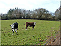 Cattle, Ditchling