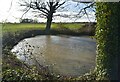 Pond, Chickenden Farm