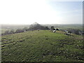 Sheep on Wearyall Hill