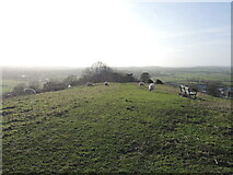 ST4938 : Sheep on Wearyall Hill by Neil Owen