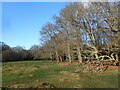 SU3004 : The edge of Hollands Wood, New Forest by Marathon