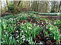 Snowdrops at Kirkmichael House