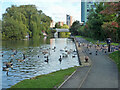 Waterfowl, Grand Union Canal, Paddington Arm