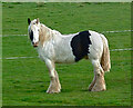 Handsome shire horse