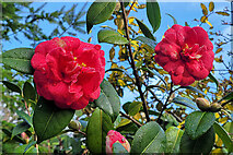 SO7119 : Red camellia, blue sky by Jonathan Billinger