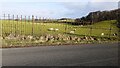 Sheep in Highmoor Park on north side of Syke Road opposite Syke Farm