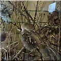 SE2336 : Harvest Mouse in a terrarium, visitor centre, Rodley Nature Reserve by Rich Tea