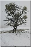 SO7639 : Hawthorn tree in snow by Philip Halling