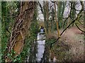 Water Feature at Denton Manor