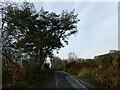 Trees above the lane out of Carno