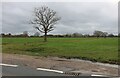 Field by Main Road south of Bicknacre