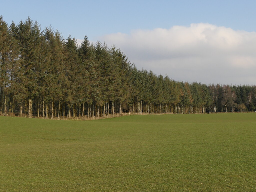 Strip wood © Richard Webb cc-by-sa/2.0 :: Geograph Britain and Ireland