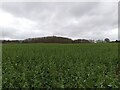 SU4975 : Farmland near Oareborough Hill by Oscar Taylor